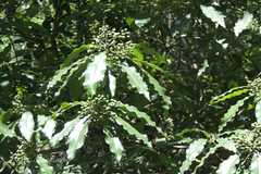 Pittosporum napaulense